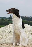 BARZOI 059